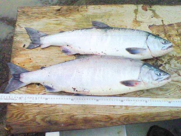 Рыбы Якутии: фото, названия и описания видов