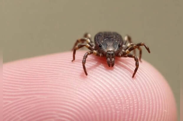 Врач Полякова объяснила, почему клещи чаще кусают определенных людей