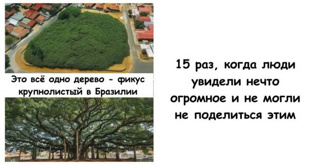 15 раз, когда люди увидели нечто огромное и не могли не поделиться этим