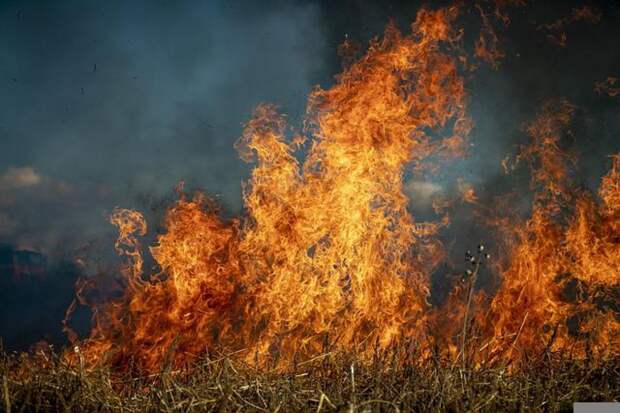 Лесхоз Рязанской области скрывал реальные площади лесных пожаров