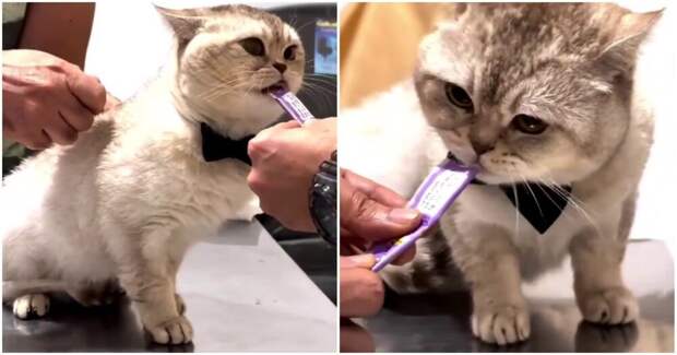 Против кота использовали его главную слабость