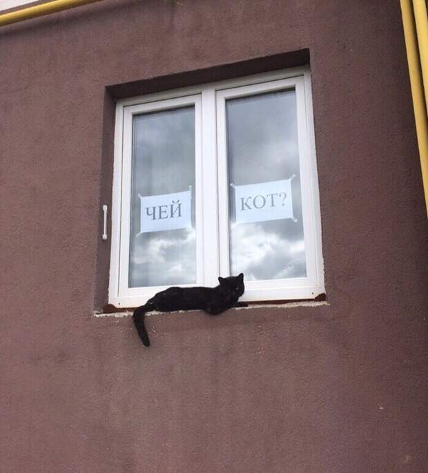 Котики всех стран, объединяйтесь! братья наши меньшие, город, дворовые кошки, кот, улица, уличные кошки, эстетика