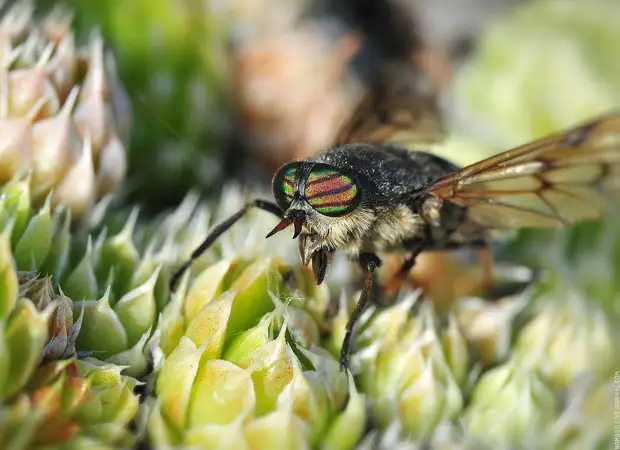 Фотография: Микромир Байкала №9 - BigPicture.ru