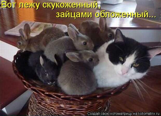 Лучшие котоматрицы недели (50 фото)