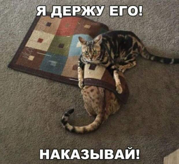 Субботний котопост коты, кошки, приколы с котами., смешные коты