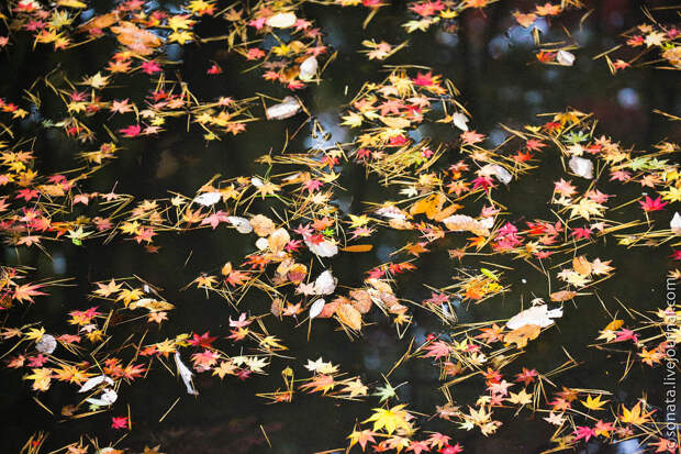 2211 Клёны в ботаническом саду Кобе 