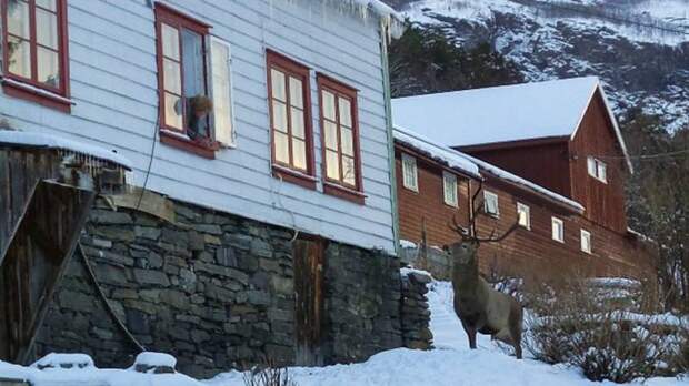 Олень навещает норвежскую семью, которая спасла ему жизнь