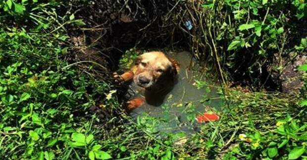 Щенок пропадал в болоте, но остался жив из-за собиравшейся грозы
