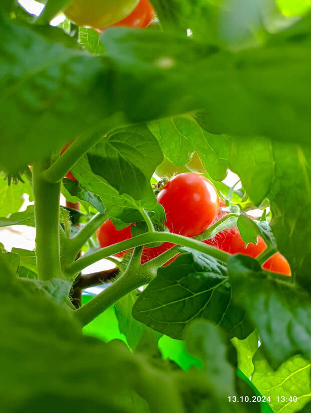 Существует ли правильный рассол для гидропоники или нет? Томаты на подоконнике и три вида растворов