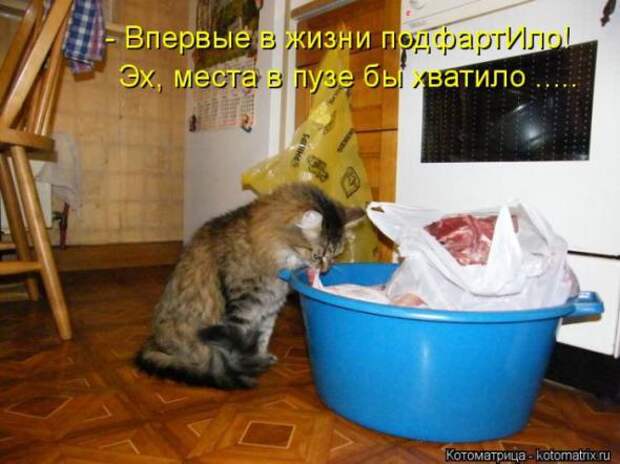 Котоматрицы(картинки с надписями)