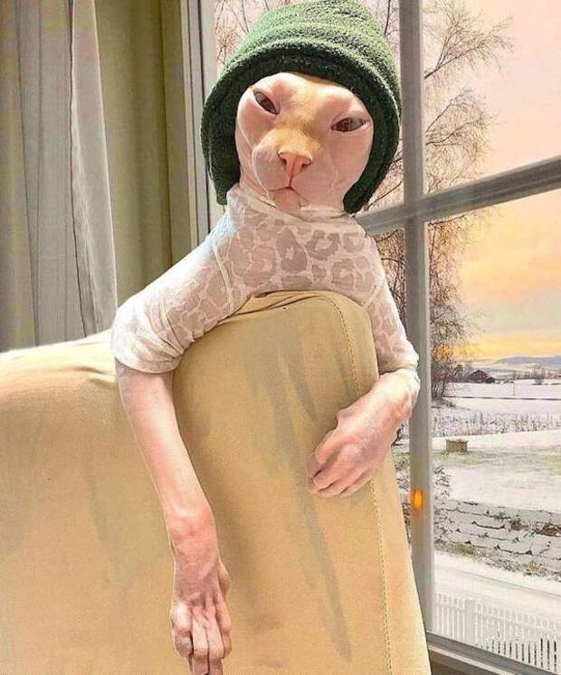 Забавные животные, которые подарят улыбку