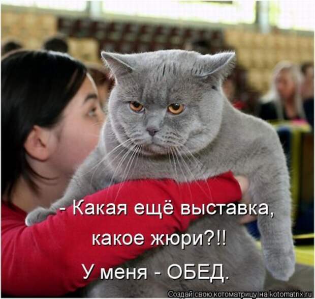 Лучшая котоматрица недели