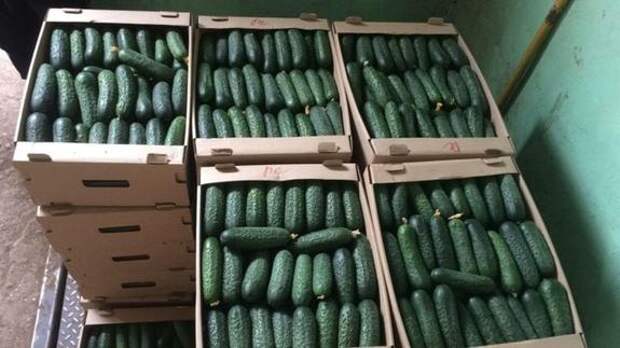Российские супермаркеты стали ограничивать продажу огурцов