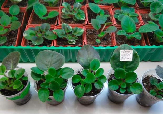 Фиалка комнатная: размножение растения различными способами