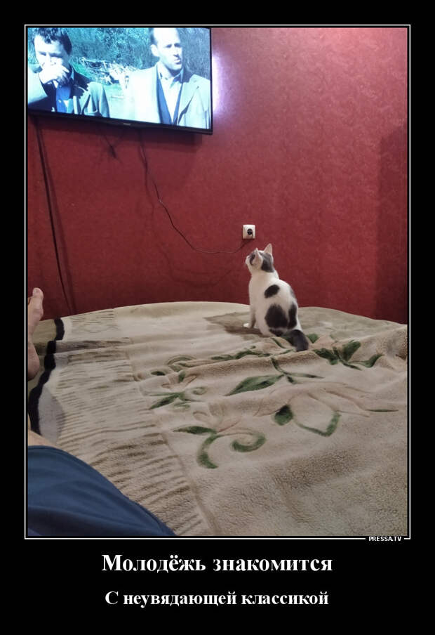 Демотиваторы
