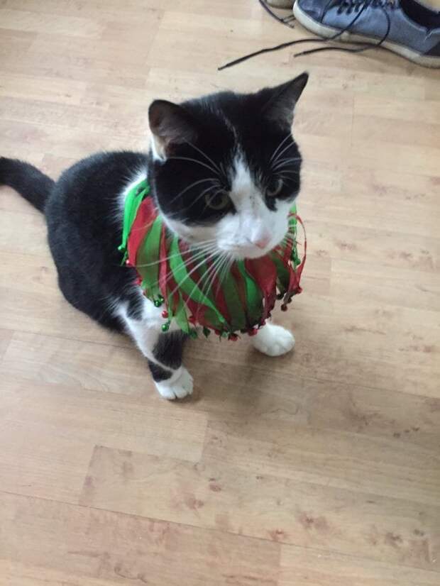 1. Кот спокойно живет на две семьи Любовь, животные, котизм, котики, коты