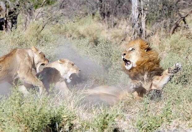 Львицы закатили скандал загулявшему льву африка, лев, природа