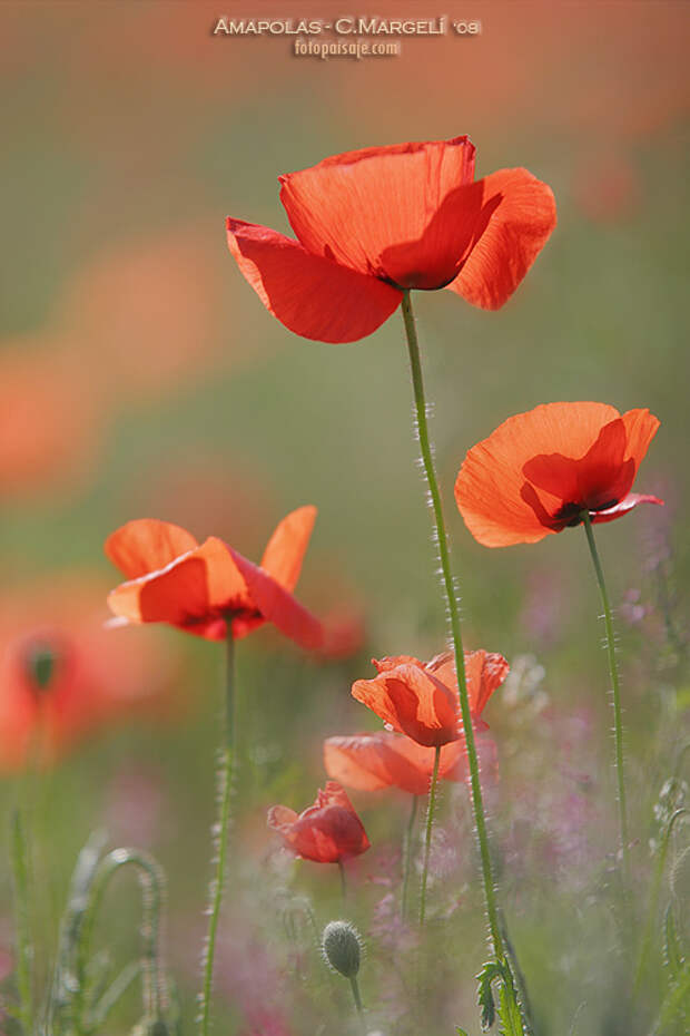 Amapolas / Poppies 08