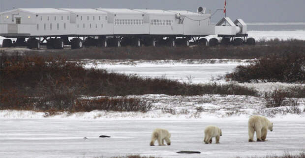 Отель Tundra Lodge предлагает понаблюдать за белыми медведями