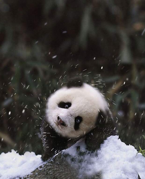 животные впервые в жизни видят снег (13)