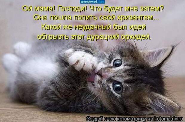 Котоматрицы(картинки с надписями)
