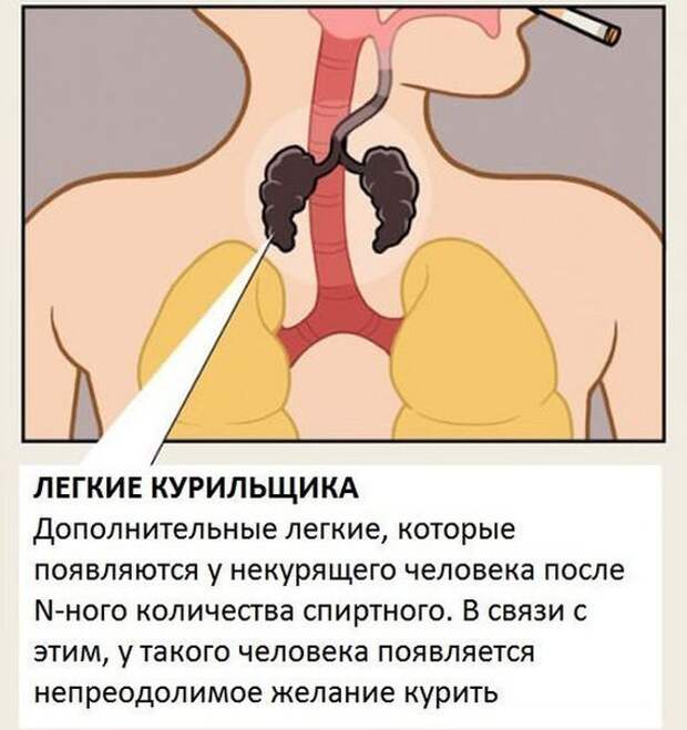 Органы, о существовании которых вы не знали.
