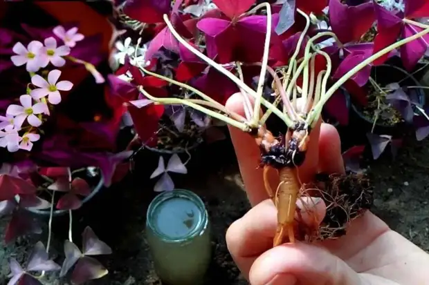 ‌ ‌‌ ‌‌ :‌ ‌‌ ‌‌ ‌‌