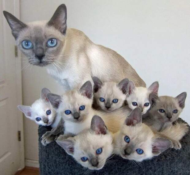 Красавицы кошки и их очаровательные мини-копии