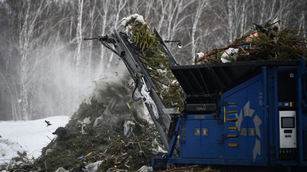 Административка за елку: как правильно утилизировать новогоднее дерево