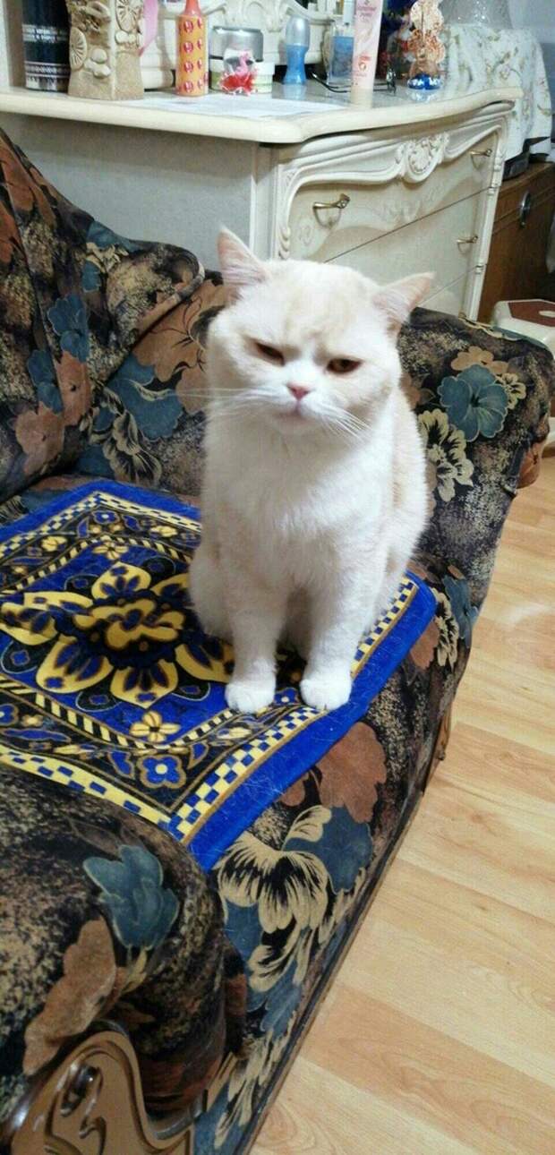 хозяева бросили кота кот в квартире