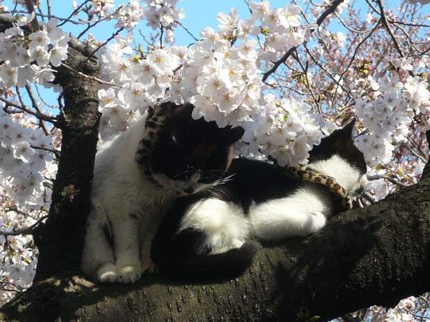 Коты в цветах сакуры. Фото