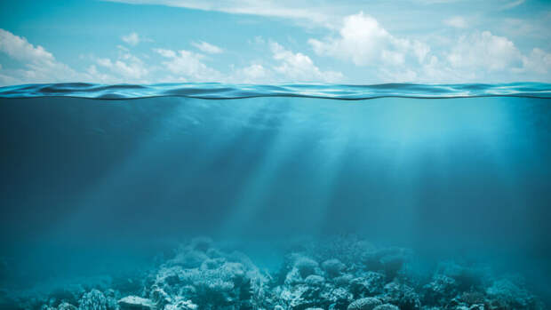 Кто обитает на дне океана? Необычные живые существа морского дна