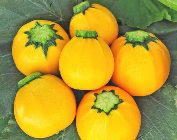 Кабачок апельсинка – удачная новинка