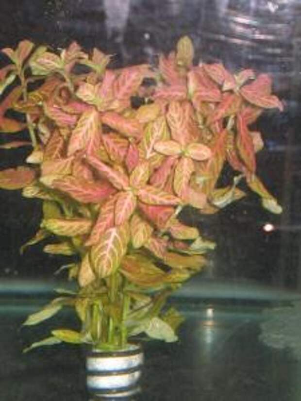 Гигрофила многосеменная или  индийская или Болотник (Hygrophila polysperma) - 