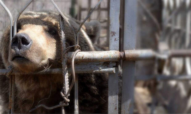 После 10 лет заточения ереванские медведи получили шанс на достойную жизнь