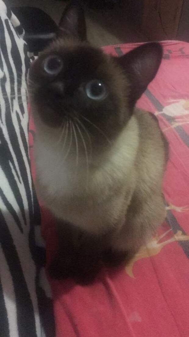 кошка