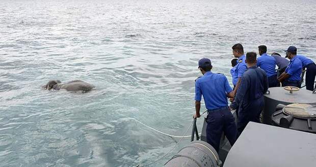Военнослужащие ВМС Шри-Ланки спасли унесенного в море слона видео, вмс, животные, море, слон, спасение, шри-ланка