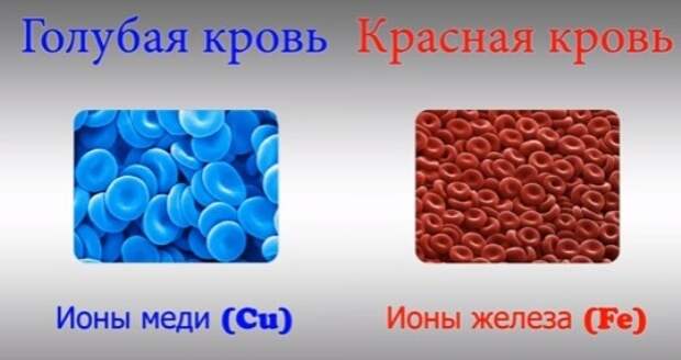 Голубая кровь миф или реальность проект по биологии 9 класс