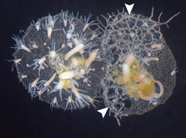 Рис. 1. Две колонии гидроидного полипа Hydractinia symbiolongicarpus начали слияние, но опознали друг друга как чужеродные и разрывают связь
