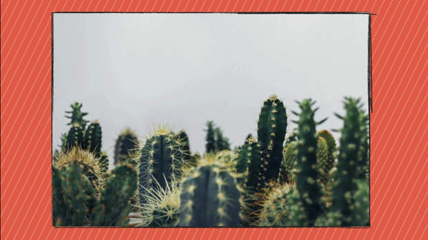 Почему кактусы по-английски - это “cacti”?