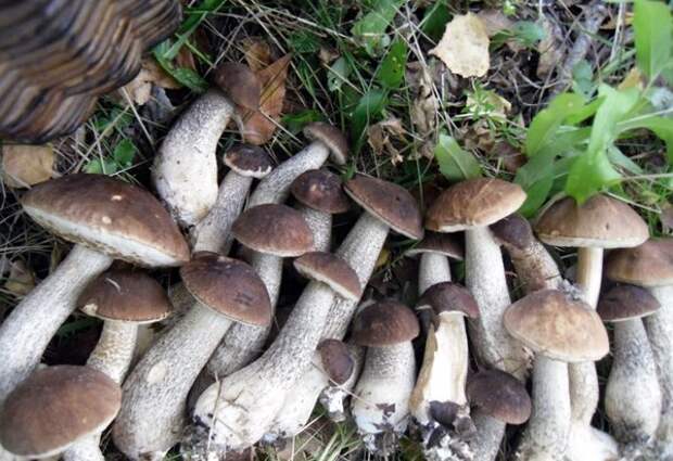Все эти грибы росли под одной березкой