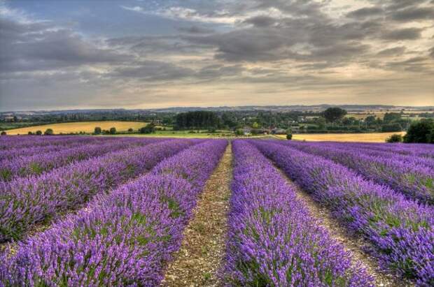 8 (590x392, 64Kb)