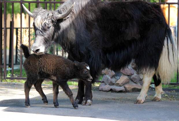 Детеныш родился в семье яков в зоопарке «Лимпопо»