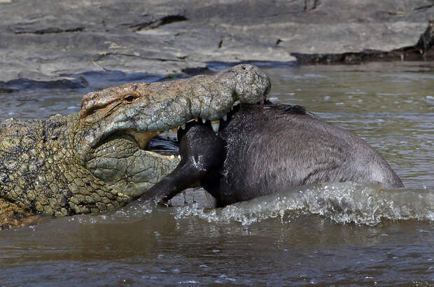 Голодный крокодил поймал антилопу гну в Национальном заповеднике в Кении