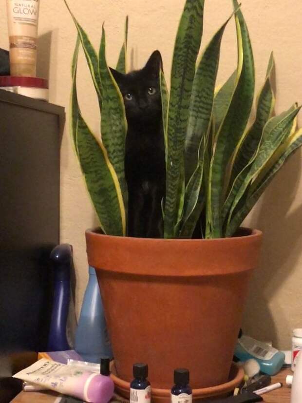 кот и цветок