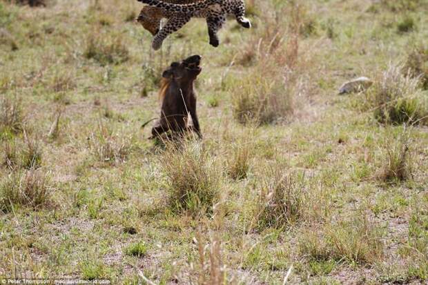 Игра окончена: бородавочник смирился со своей участью битва животных, бородавочник, заповедник, кения, леопард, масаи-мара, самка, схватка