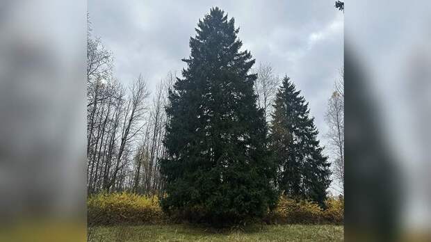 Главную новогоднюю елку страны выбрали в Московской области