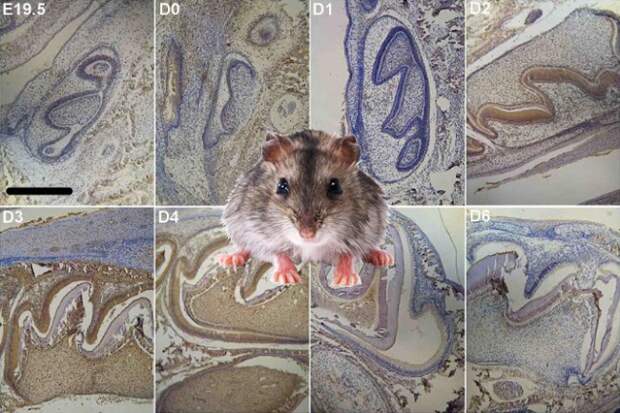 melatonin-teeth-mouse