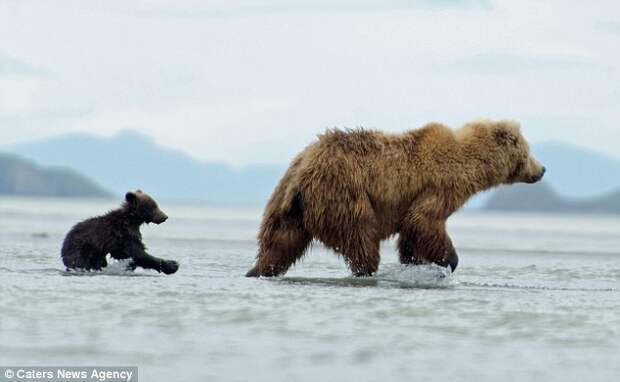 Golden opportunity: As the mother bear was concentrating on her meal the youngster became a distraction