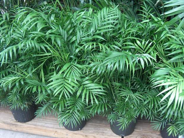Комнатные растения, очищающие воздух plants05 Комнатные растения, очищающие воздух